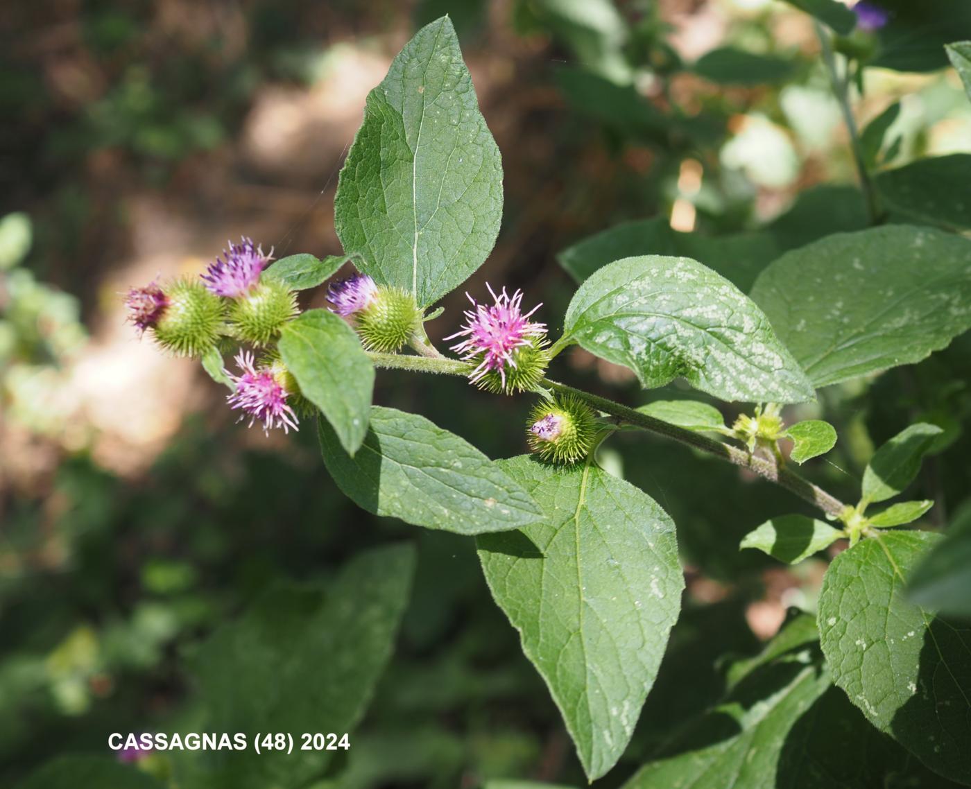 Burdock, Common plant